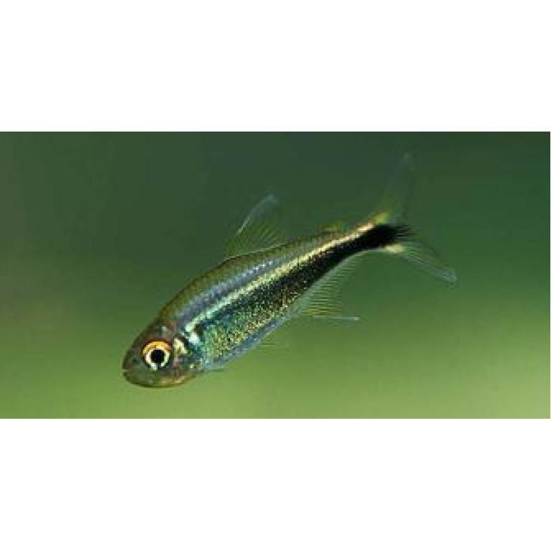 Zwarte neon diamant 2,5-3cm